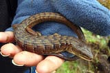 Northern Alligator Lizard