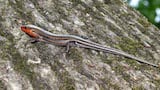 Five lined Skink