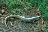 Great Plains Skink