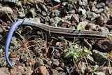 Western Skink