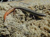 Mole Skink