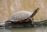 Florida Redbelly Turtle