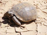 Desert Tortoise