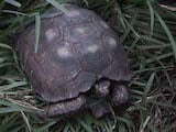 Texas Tortoise