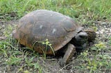 Gopher Tortoise