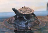 Black knobbed Map Turtle