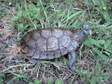 False Map Turtle