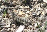 Lesser Earless Lizard