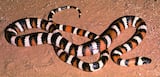 San Diego Mountain Kingsnake