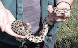 Prairie Kingsnake