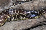 Desert Kingsnake