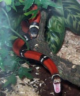 Sinaloan Milk Snake