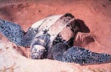 Leatherback Sea Turtle