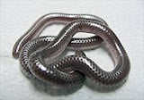 Texas Blind Snake