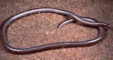 Western Blind Snake