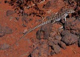 Longnose Leopard Lizard