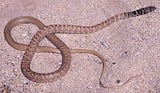 Red Coachwhip