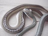 Schott's Whipsnake