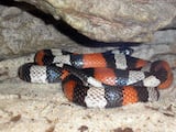 Pueblan Milk Snake