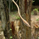 Mexican Vine Snake