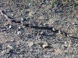 Pacific Gopher Snake