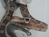 Texas Rat Snake