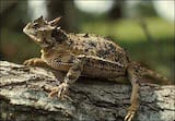 Texas Horned Lizard