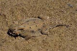 Flat-tail Horned Lizard