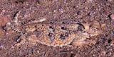 Desert Horned Lizard