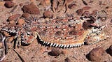 Coast Horned Lizard