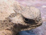 Roundtail Horned Lizard