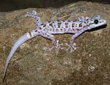 Leaf toed Gecko