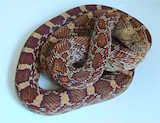 Sonoran Gopher Snake