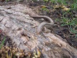 Prairie Skink