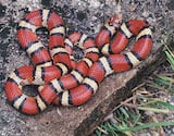 Red Milk Snake