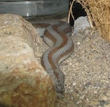 Rosy Boa