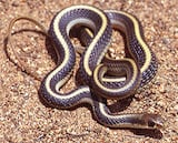 Coast Patch-Nosed Snake