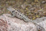 Desert Spiny Lizard