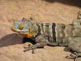 Baja Blue Rock Lizard
