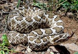 Desert Massasauga, Buzztail