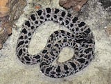 Dusky Pigmy Rattlesnake