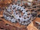 Carolina Pigmy Rattlesnake