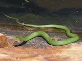 Smooth Green Snake