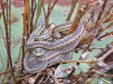 Western Terrestrial Garter Snake