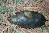 Flattened Musk Turtle