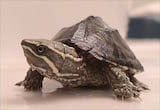 Common Musk Turtle