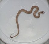 Texas Brown Snake