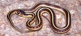 California Red-Sided Garter Snake
