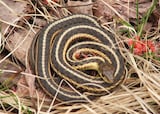 Butler's Garter Snake