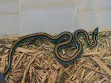 Texas Garter Snake